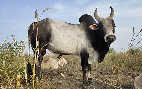 A Pulikulam Bull. Photo: iStock