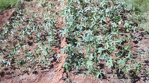 The use of biosolids sourced from faecal sludge as organic fertiliser positively influences germination rates and significantly enhances the growth and yield of plants (Photographs: Atun Roy Choudhury)