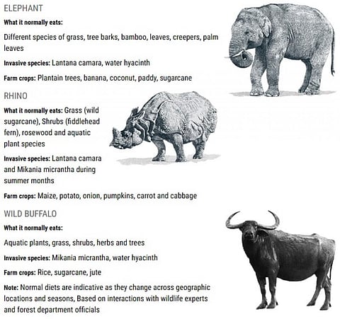 Know what the Indian elephant, one-horned rhino and Asiatic wild buffalo usually eat and are eating instead