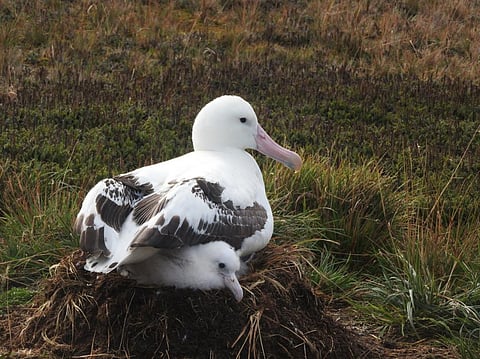 Wandering albatross nesting on Marion Island. Photo: iStock