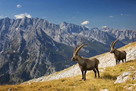 Alpine ibexes (Capra ibex) are a mountain goat species in the European Alps. Photo: iStock