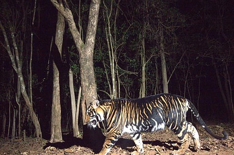 A rare black (melanistic) tiger in the forests of Odisha's Similipal Tiger Reserve. Photo provided by Hrusikesh Mohanty
