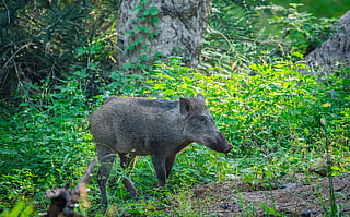 A wild boar in Ranthambore. Photo: iStock