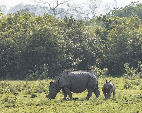 Rhinoceros in Kaziranga National Park, Assam are also impacted by thorny invasive plants, which are pushing them out of the park to look for food, leaving them vulnerable. Photo: iStock