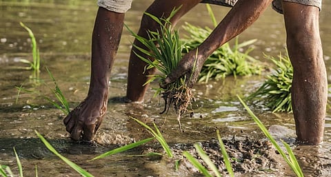 Haryana is providing Rs 7,000 per acre to farmers for diversifying from paddy to cotton, maize, millets, pulses, fruits or vegetables. Representative photo from iStock