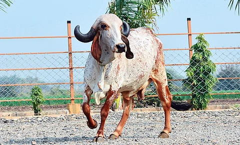 राष्ट्रीय गोकुल मिशन में मुख्य रूप से गीर नस्ल की गाय की संख्या बढ़ाने पर जोर दिया जा रहा है (फोटो: मयूर सिसोदिया)