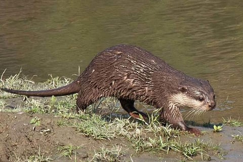 फोटो साभार: काजीरंगा राष्ट्रीय उद्यान
