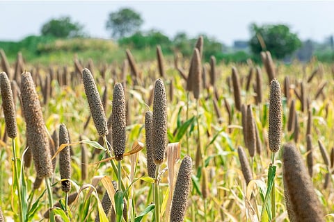 खेत में खड़ी बाजरे की फसल; फोटो: आईस्टॉक