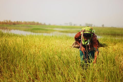 Prioritising women farmers through targeted financial allocations and tailored interventions is vital towards inclusive agricultural development. Photo: iStock