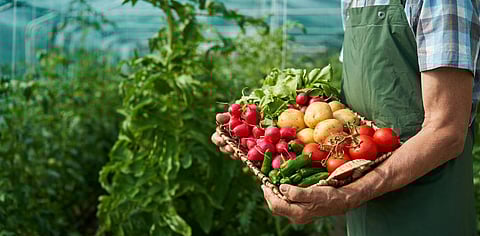 Transforming food systems can instead be a significant contributor to economies and drive solutions to health and climate challenges, the report said. Photo: iStock