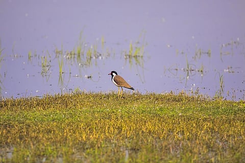 Wetlands need protection because they absorb carbon dioxide and curb floods. Photo: iStock