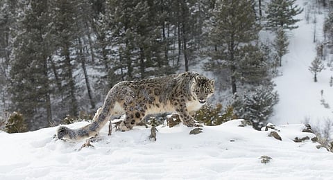 A snow leopard. Photo: iStock