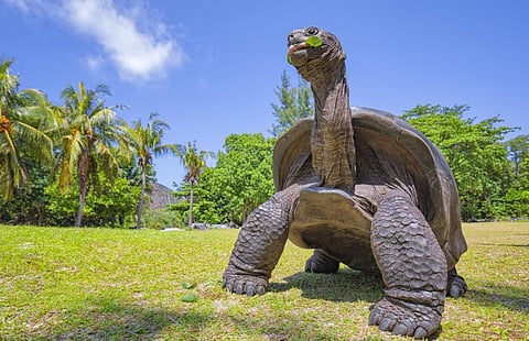 An Aldabra giant tortoise on the Seychelles. Photo: iStock