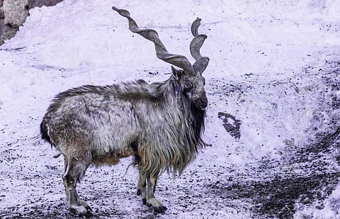 The markhor is a large wild goat native to Central and South Asia, where it is mainly found on the heights of the Karakoram. It is the national animal of Pakistan. Photo: iStock