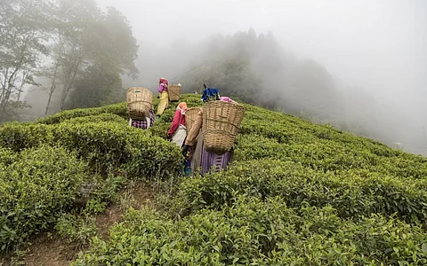 Workers pluck tea at an estate in Darjeeling, north Bengal. Representative photo from iStock