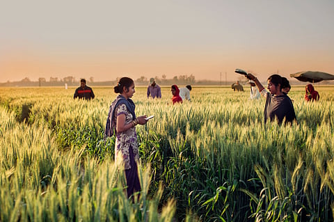 Field assistants are taking spectral reflectance measurements on wheat plants at Borlaug Institute for South Asia. Photo: Dalit Singh / Feed The Future