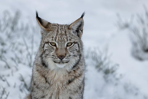 COP14 will see proposals to include Eurasian lynx (Lynx lynx) in CMS Appendix II. Photo: iStock