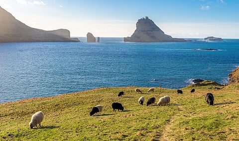 The Gulf Stream provides heat to northern Europe. A flock of sheep graze near Tindhólmur and Drangarnir, Vágar, Faroe Islands. Representative Photo: iStock
