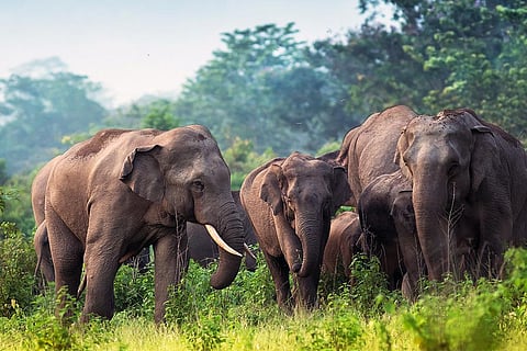 भारत के एक संरक्षित क्षेत्र में विचरते हाथी; फोटो: आईस्टॉक