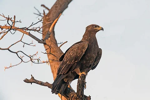 जिन प्रवासी प्रजातियों के लिए खतरा पहले से कहीं ज्यादा बढ़ गया है उनमें स्टेपी ईगल भी शामिल है; फोटो: आईस्टॉक