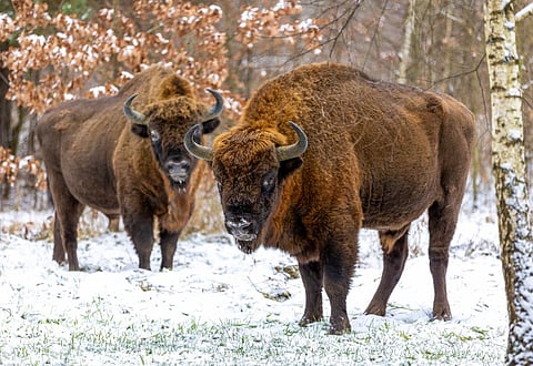The European bison is one of the world’s most endangered large mammals and the herbivore is protected on the European level. Photo for representation: iStock