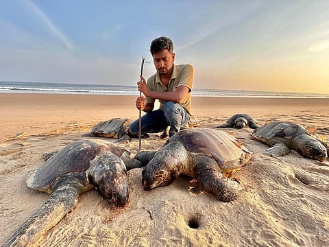 Soumya Ranjan Biswal, convener of Odisha Paryavaran Sanrakshan Abhiyan Trust, surveying the carcasses of Olive Ridley sea turtles. Photo: Ashis Senapati