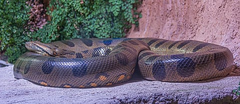 Photo for representation: iStock