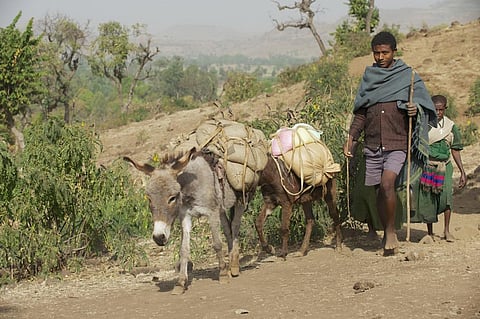 Equid ownership represents the only viable escape from extreme poverty. Photo for representation: iStock