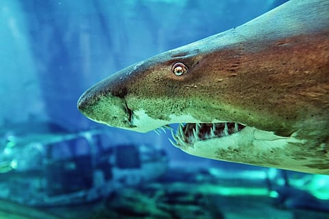 Sand tiger sharks have been included in CMS Appendices. Photo: iStock