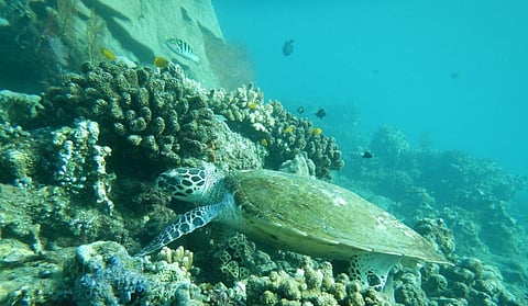Turtle swimming over coral reef. Jemeluk, Indonesia. Photo: iStock