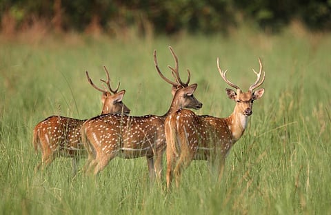 Photo: iStock
