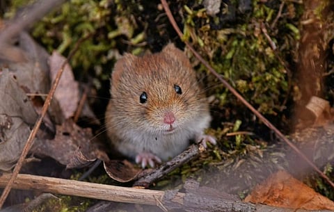 Red-backed voles may be harbouring Alaskapox. Photo: iNaturalist Ecuador, CC BY-NC-SA