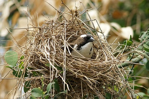 Photo for representation: iStock