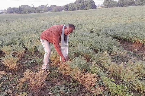 Gram crop ruined in Sivanimalav tehsil of Narmadapuram. Photo: Pooja Yadav