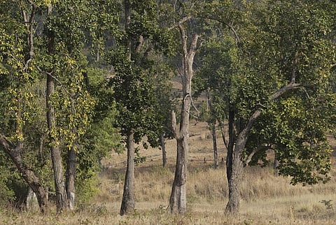 फोटो: विकास चौधरी