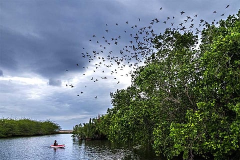 विकिमीडिया कॉमन्स