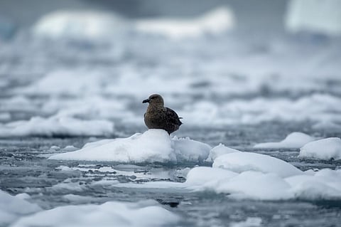 Scientists have confirmed bird flu among two dead skuas from Primavera, the Antarctic base of Argentinian scientific research station located on the Antarctic Peninsula. A skua in Antarctica for representation: iStock