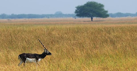 The Green Credit Rules name grasslands among other ecotypes. They are home to endemic and ecologically important species such as blackbuck. Photo: iStock