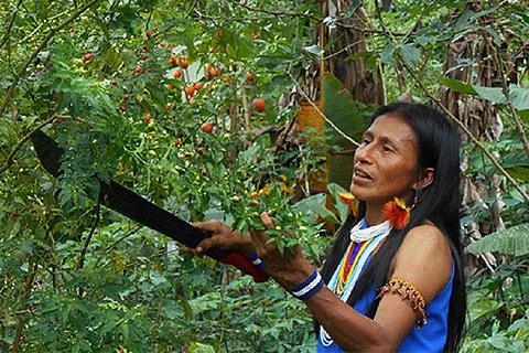 फोटो साभार : एफएओ