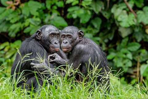 Bonobos are more sensitive to climate change impacts of all great apes, the study said. Photo: iStock