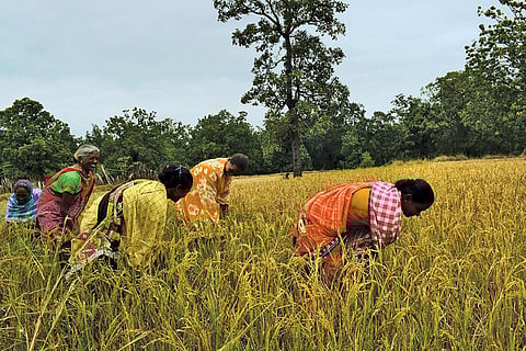 फाइल फोटो: प्रिय रंजन साहू