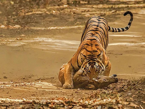 एक बाघ एक साल में चीतल के आकार के 50 जानवरों को खाता है
