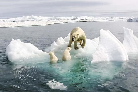 आर्कटिक में घटती बर्फ से ध्रुवीय भालू जैसे जीवों के अस्तित्व के लिए खतरा पैदा हो गया है; फोटो: आईस्टॉक