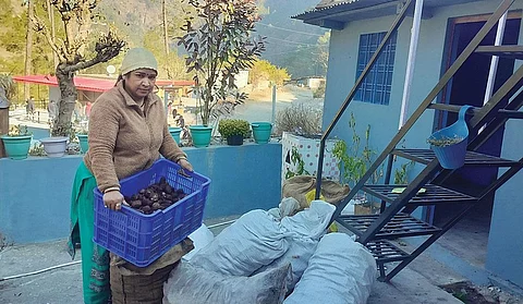 पहाड़ी अनाज के जरिए उत्तराखंड के उत्तरकाशी जिले की पवित्रा राणा साल भर में पौने दो लाख रुपए तक कमा लेती हैं (फोटो: वर्षा सिंह)