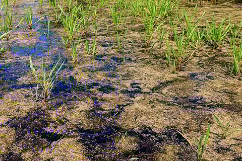 पीटलैंड, फोटो साभार : आईसटॉक