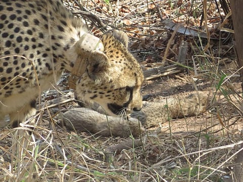 South African cheetah Gamini with her cubs. Photo: @byadavbjp / X (formerly Twitter)