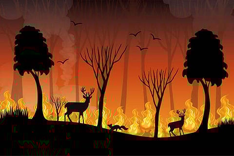 जलवायु में बदलाव के कारण जंगलों में आग लगने की घटनाएं बढ़ रहीं है जिसके कारण वन्यजीव और वनस्पति बुरी तरह प्रभावित होती है। फोटो साभार : आईसटॉक
