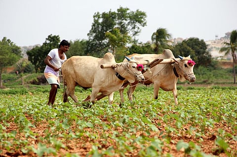 Tubers and millets are great examples of crops grown with traditional methods in localised geographies whose aggregated effect on bolstering global food security is well-established. Photo for representation: iStock