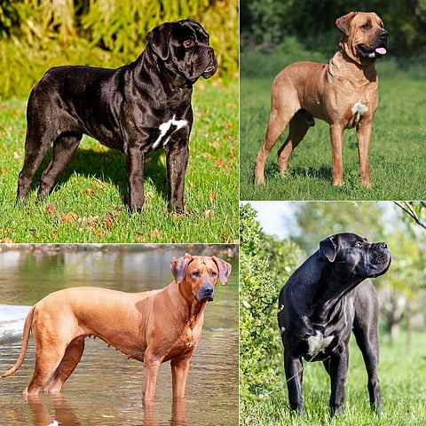 (Clockwise from left): The Cane Corso, the Tosa Inu, the Boerboel and the Rhodesian Ridgeback. Photos from iStock. Collage by Ritika Bohra / CSE