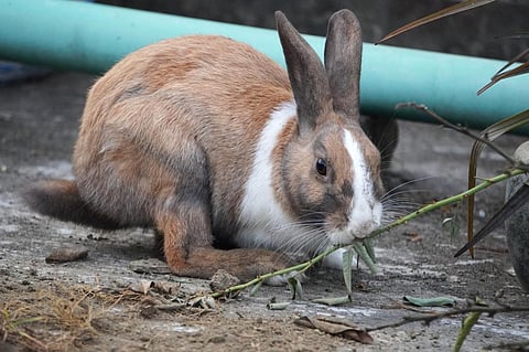 Larger female rabbits usually have multiple litters each mating season. Being a larger female is much more advantageous in terms of reproductive success. Photo: iStock